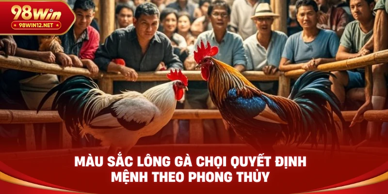Màu sắc lông gà chọi quyết định mệnh theo phong thủy