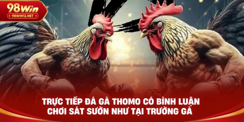 Trực tiếp đá gà Thomo có bình luận 98win